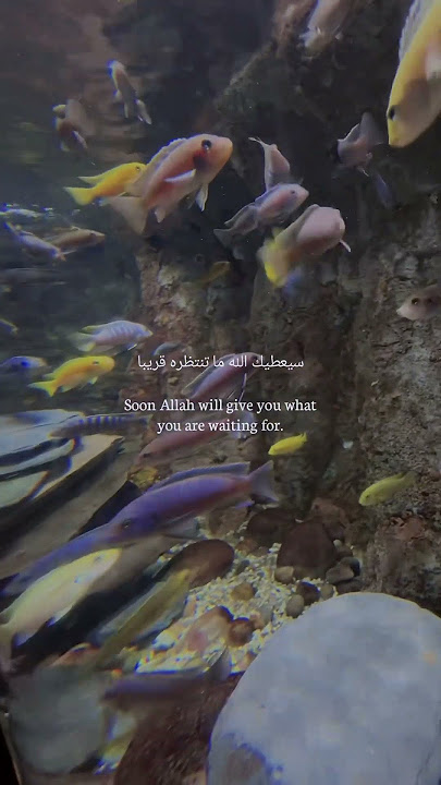 Insha Allah ♥️♥️