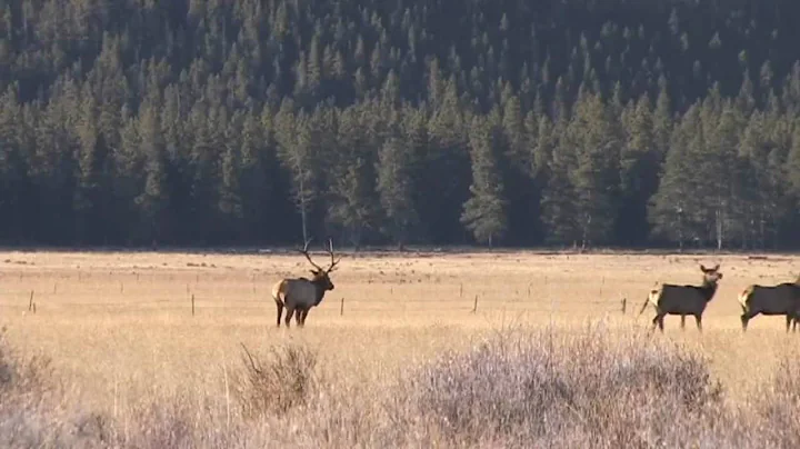 Colorado Elk Hunt