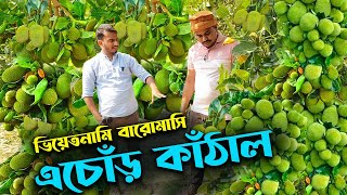 This Time, A Young Man From Chuadanga Is Successful In Cultivating Jackfruit For The First Time In A Year Looking For An Entrepreneur