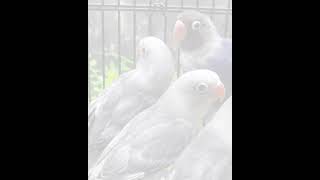 Story wa 30 detik || Hargai selagi ada