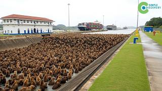 The PANAMA CANAL COULD BE WIPED OUT By This Animal