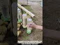 DIY Automatic Chicken Waterer Using Recycled Plastic Bottles