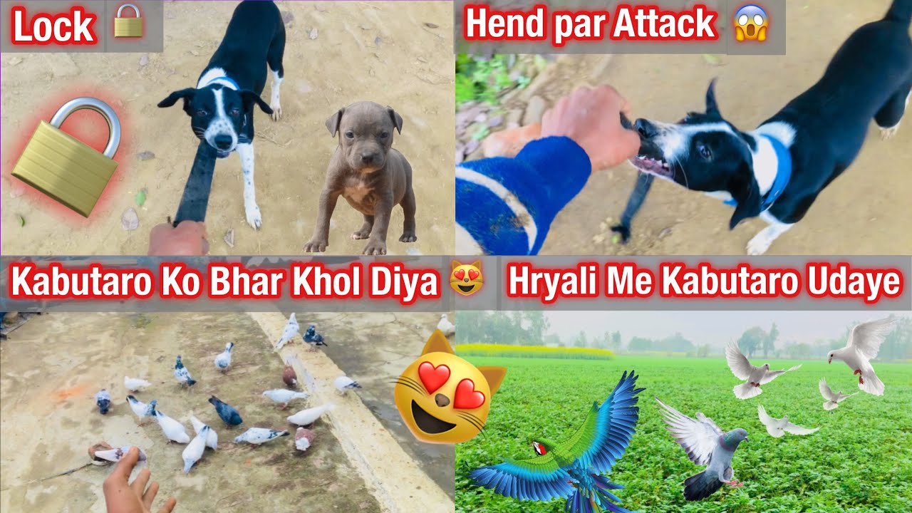 Hend par Attack Kiya!!🤬😱