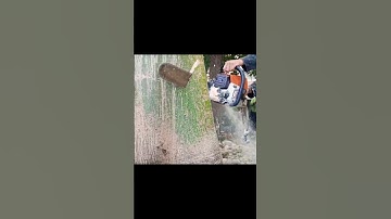 amazing skill, giant tree felling process #shortvideo #chainsawman #treecutting