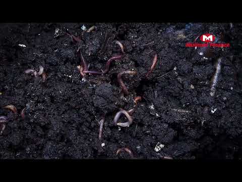 World Environment Day | Helping Farmers in Palghar, Maharashtra | Muthoot CSR