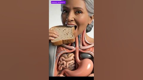 What happens when you eat bread / 3 D Animation.