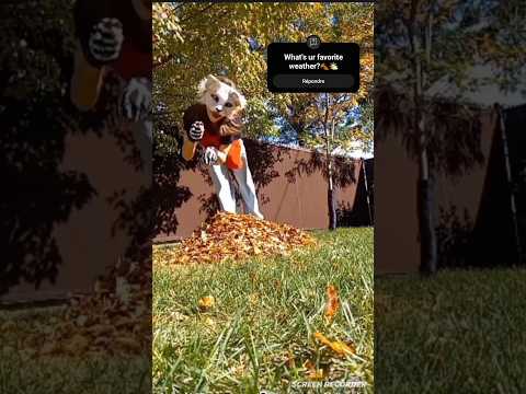 Sily Cat Jump Therian Nohateahfq Silly Quadrobic