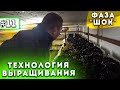 #11 Бизнес В Гараже. Фаза "Шок". Выращивание Шампиньонов