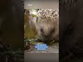 Hunde retten Igel vor dem Mähroboter | RTL WEST