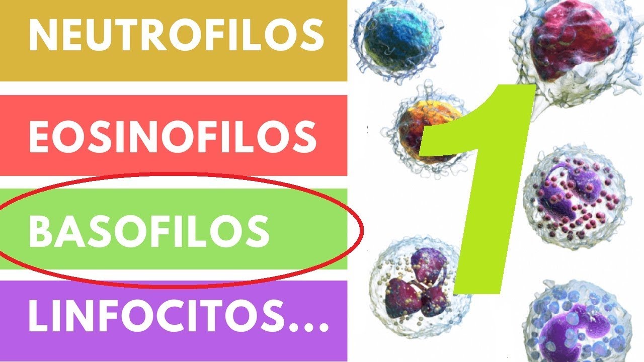 Son y su los leucocitos funcion que