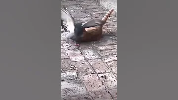 Голубь победил кота