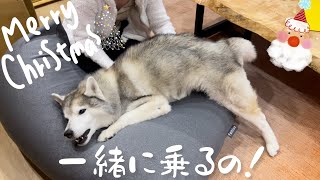 クリプレに特大人ダメソファをGETするも姉が乗らなきゃ使わないシベリアンハスキー