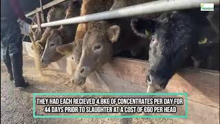 Newford Farm Winter finishing of Beef Bullocks and Sales 2020