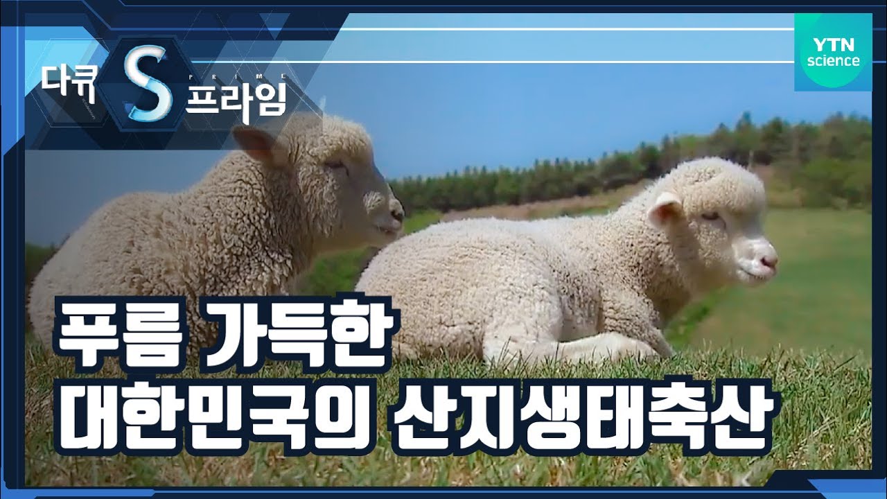 친환경 동물 복지 실현, 산지생태축산의 시대 🐐ㅣ대한민국 축산의 미래ㅣ1부 [다큐S프라임] / YTN 사이언스
