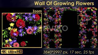 Wall Of Growing Flowers | Motion Graphics - Envato elements