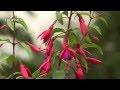 Le fuchsia  varits et plantation