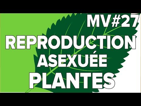 Vidéo: Y a-t-il des variations dans la reproduction asexuée ?