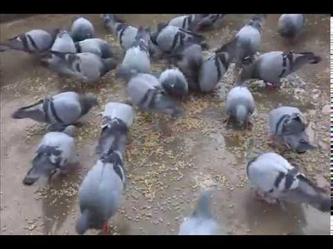 pigeon eating food live - YouTube