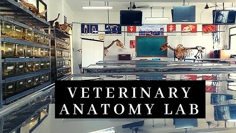 Transforming the traditional Veterinary Anatomy labs with digitalization | Vet Visit
