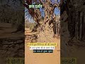 Radhe Radhe Hari Bol
