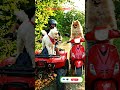 Motorbike, Dancing, Dogs fun 😁 #funny #shortsfeed #animalfriends