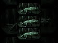 Crocodile Found In Swamp ASMR #alligator #crocodile #scary