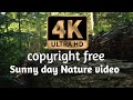 4K HD:Free Sunny day in a forest seen।। Free videos।। copyright free।।