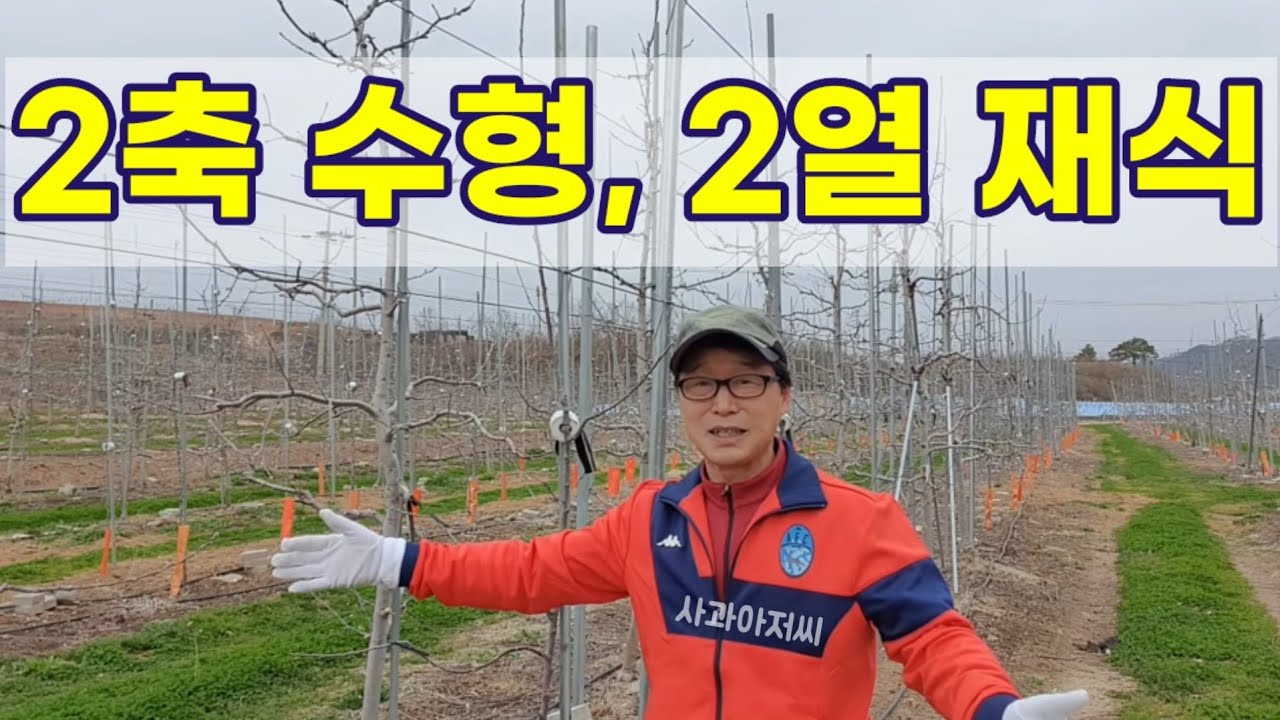 사과나무를 2열로 심는다고요? (사과나무 2축 수형 vs 2열 재식)