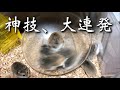 【ロボロフスキー】回し車ではしゃぐハムスターたち