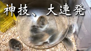 【ロボロフスキー】回し車ではしゃぐハムスターたち