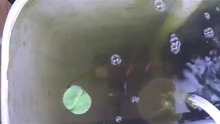Aquaponic Update: ABC Acres - Episode #169