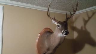 Central florida public land buck