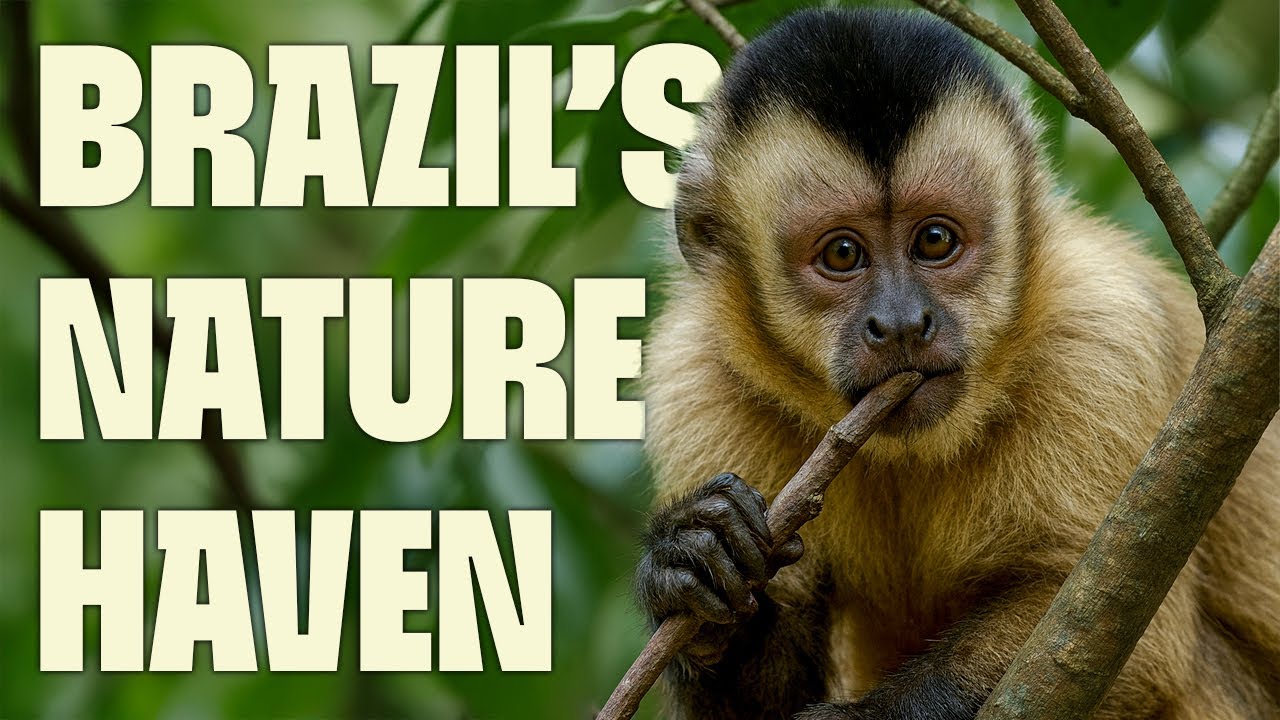 Pantanal: World’s Largest Wetland | FULL DOCUMENTARY | Wildest Latin America | 