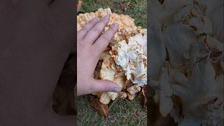 The largest weird fungal mushroom alien-looking wood eating organism I've ever seen