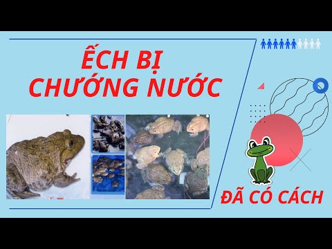 Nuôi ếch | Nguyên nhân và cách trị ếch bị chướng nước | Âu Mỹ AEC