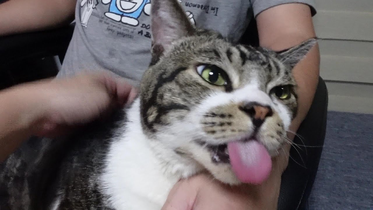ペロツボ探し選手権！背中を掻くと舌が暴走する猫リキちゃん【リキ