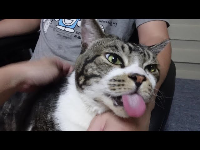 ペロツボ探し選手権！背中を掻くと舌が暴走する猫リキちゃん【リキ