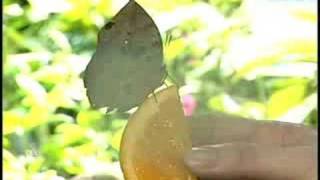 American Museum of Natural History Butterfly Exhibit