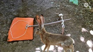إصطدنا أرنب بفخ بسيط وفعال (فخ رائع)Simple rabbit trap