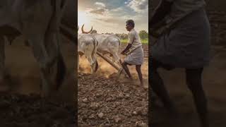 #farmer #farming #viral #subscribe #tranding