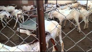 goat farming in india