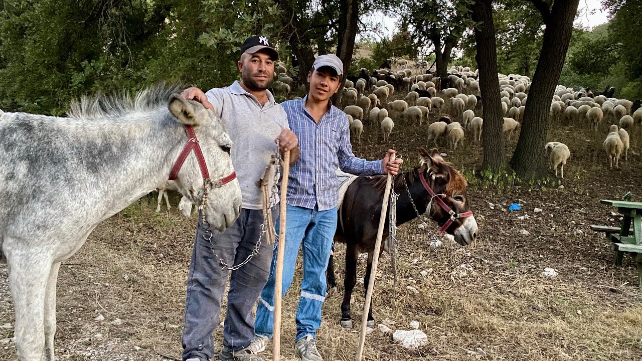 1.000 KOYUN 12 KÖPEĞİ 4 EŞEĞİ İLE 3 KARDEŞ
