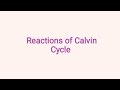 Reactions of Calvin Cycle |Biochemistry |Microbiology