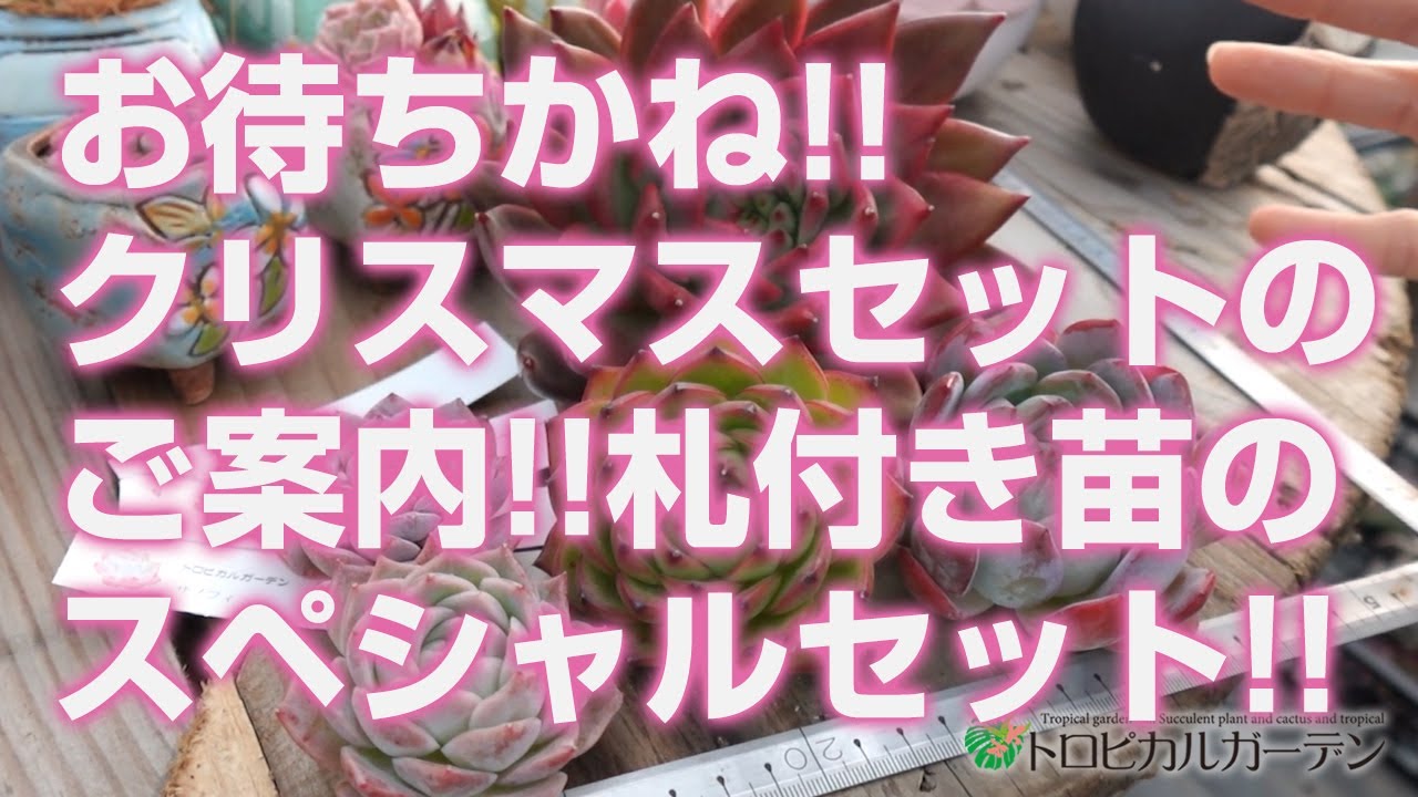 December 8th [Succulents] Long-awaited!! Information on the