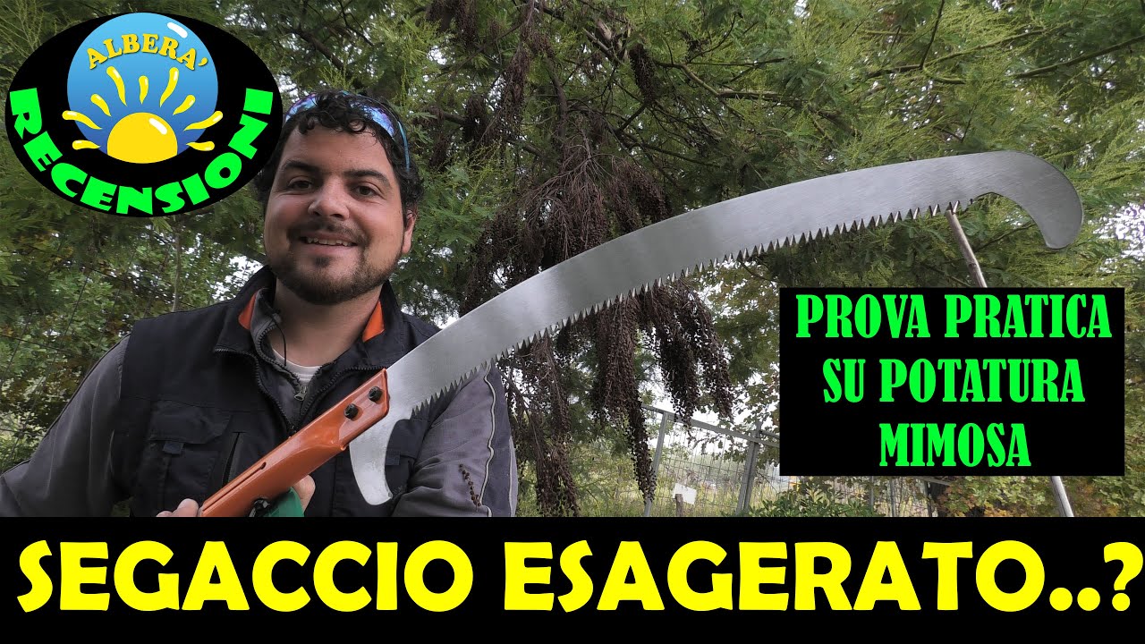 POTATURA DI UNA MIMOSA e RECENSIONE SEGACCIO TELESCOPICO LUNGO 5 METRI.