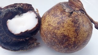 Coyul, Cocoyul, Cocoyol, bastones de Tabago, Acrocomia mexicana