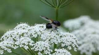 Schwebfliege ¤¤¤ Great Pied Hoverfly ¤¤¤ Blomsterflue (Svirreflue)