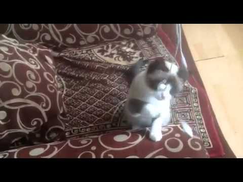 კუსა კონკურსისთვის \"წლის ნიჭიერი\" Balto