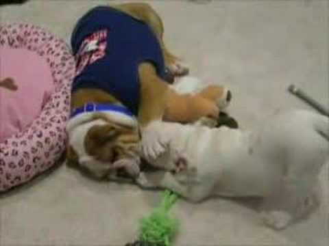 Little Bulldog vs. Bigger Bulldog