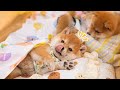 ひとりで遊び続けた子犬、最後は仲間を越えて眠りに…This Puppy Couldn’t Stop Playing… Until It Suddenly Fell Asleep 💤🐶
